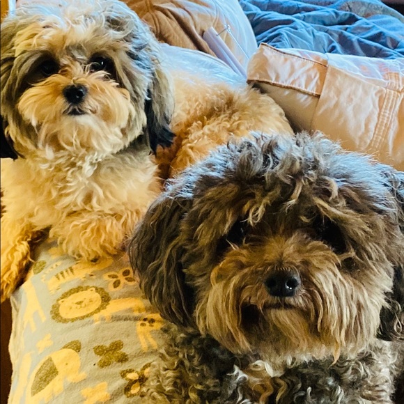 Meet your Posher, Tresa - Picture 2 of 7